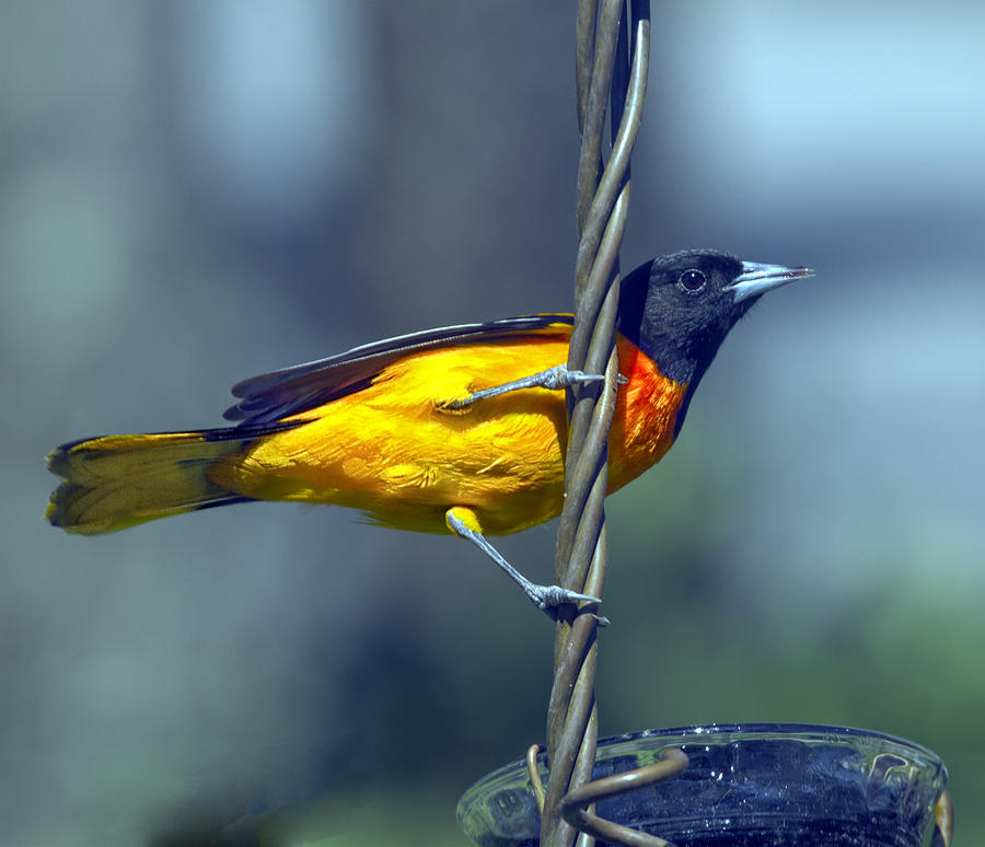 Baltimore Oriole Grabing On Photograph by Constantine Gregory