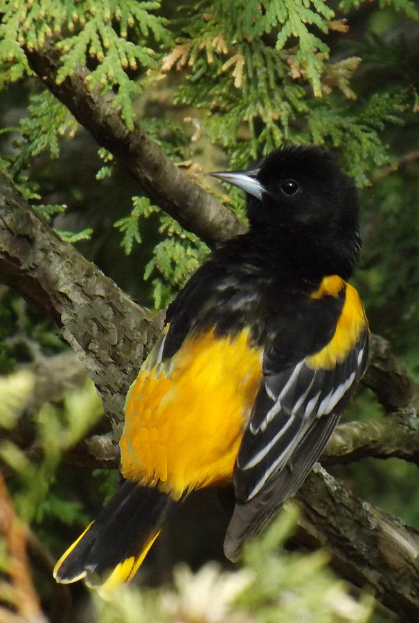 Baltimore Oriole heres looking atcha Photograph by Brenda Brown