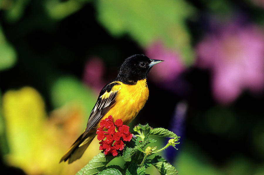 Oriole Photograph - Baltimore Oriole (icterus Galbula by Richard and Susan Day