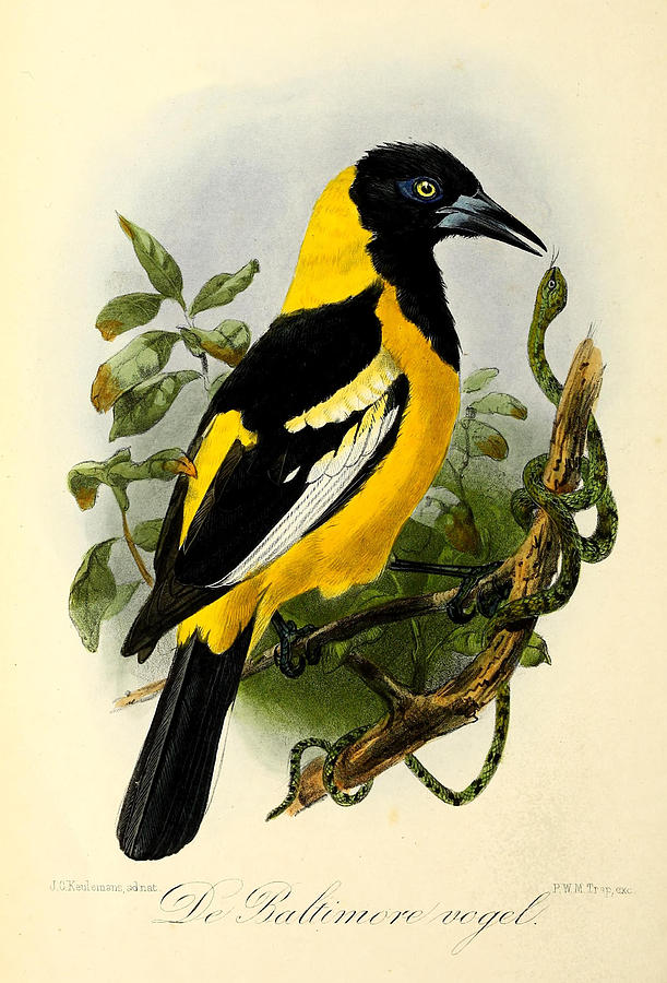 John James Audubon Painting - Baltimore Oriole by Dreyer Wildlife Print Collections 