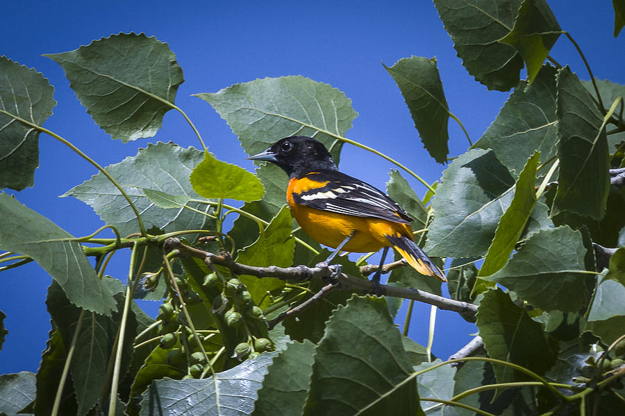 Baltimore Oriole Photograph by Jack R Perry