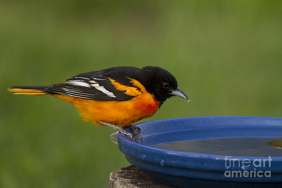 Nature Photograph - Baltimore Oriole by Linda Freshwaters Arndt