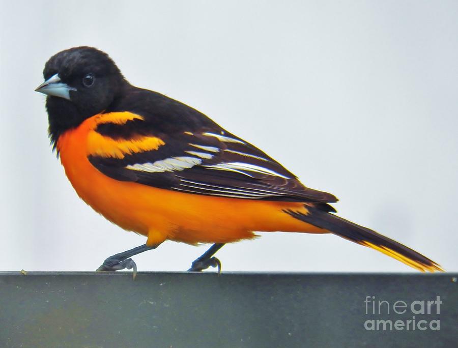 Baltimore Oriole Male Photograph by Judy Via-Wolff