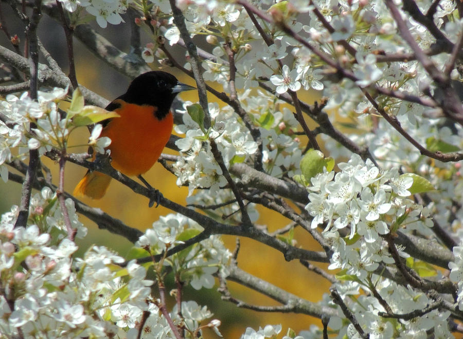 Baltimore Photograph - Baltimore Oriole Male by Kimberly Perry