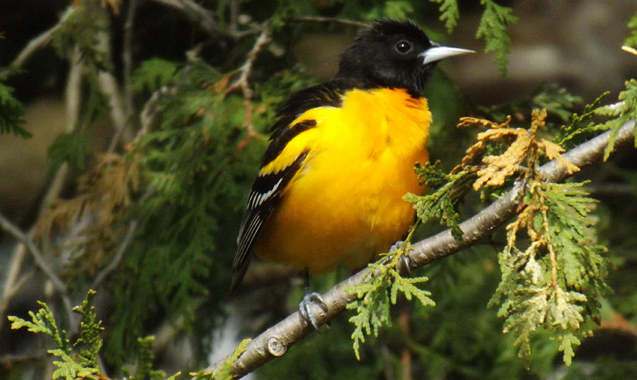 Baltimore Oriole return to spring Photograph by Brenda Brown