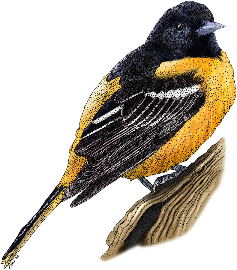 Baltimore Oriole Photograph by Roger Hall