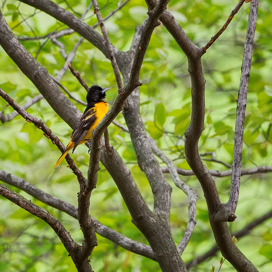 Baltimore Orioles Photograph - Baltimore Oriole Square by Bill Wakeley