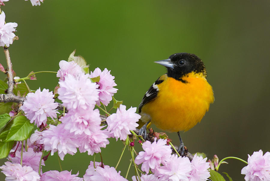 Baltimore Oriole Photograph by Thomas And Pat Leeson