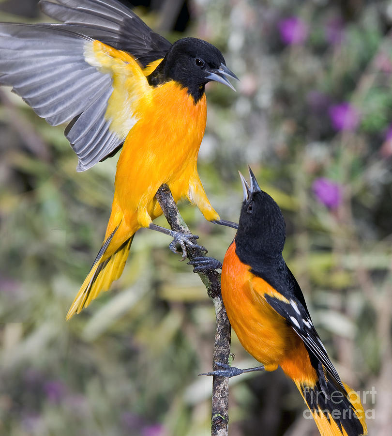 Baltimore Orioles Photograph by Anthony Mercieca