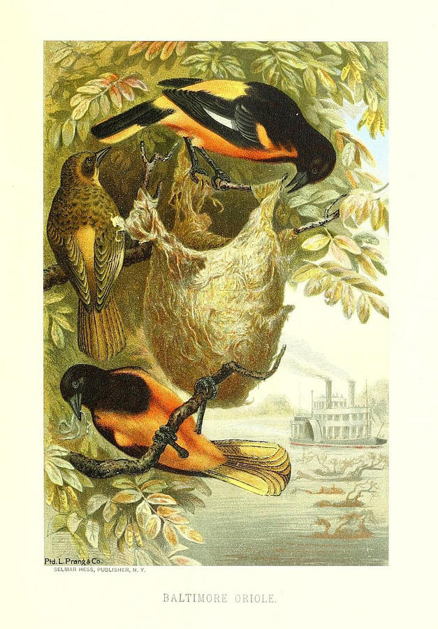 Baltimore Painting - Baltimore Orioles by Philip Ralley