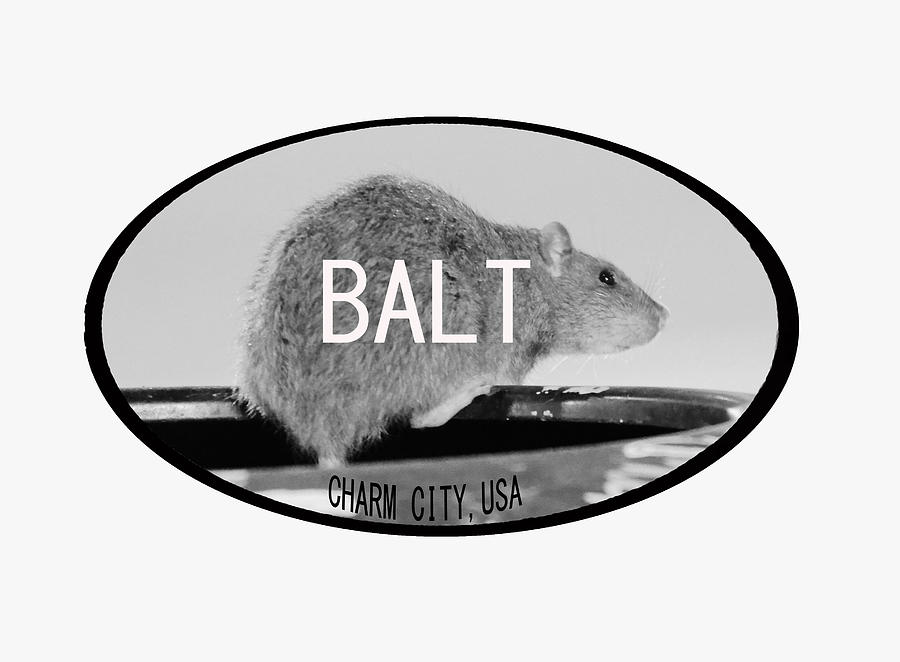 Baltimore Rats Photograph by La Dolce Vita