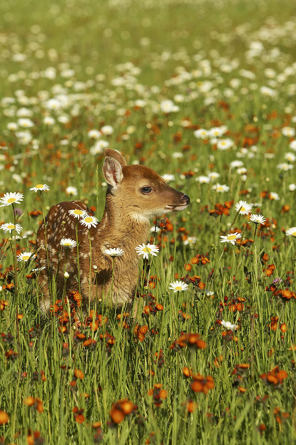 Bambi 2 Photograph by Jack Milchanowski