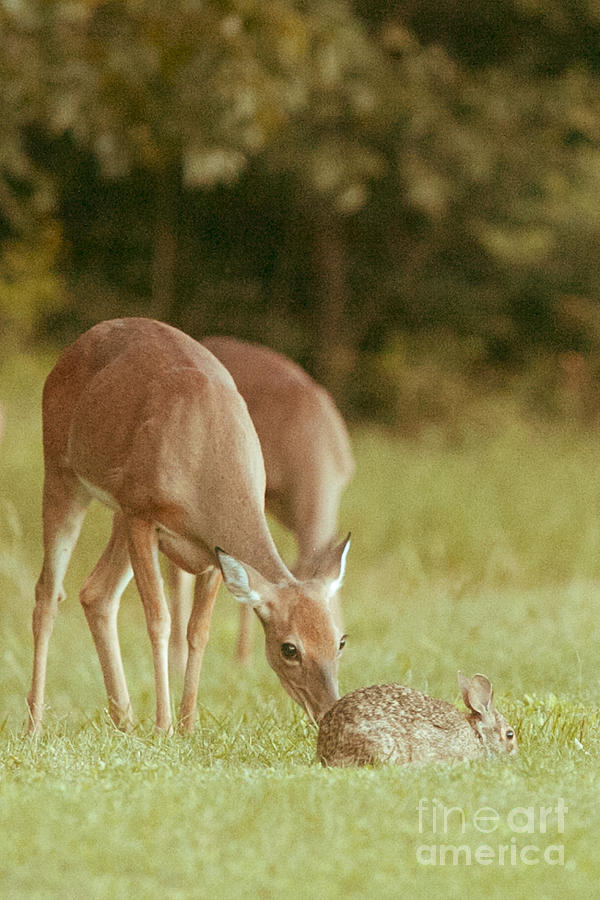 Deer Photograph - Bambi and Thumper by Katya Horner