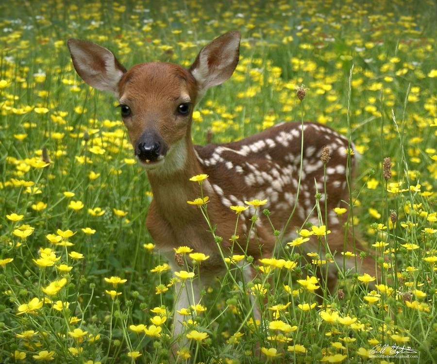 Bambi Photograph by Bill Stephens