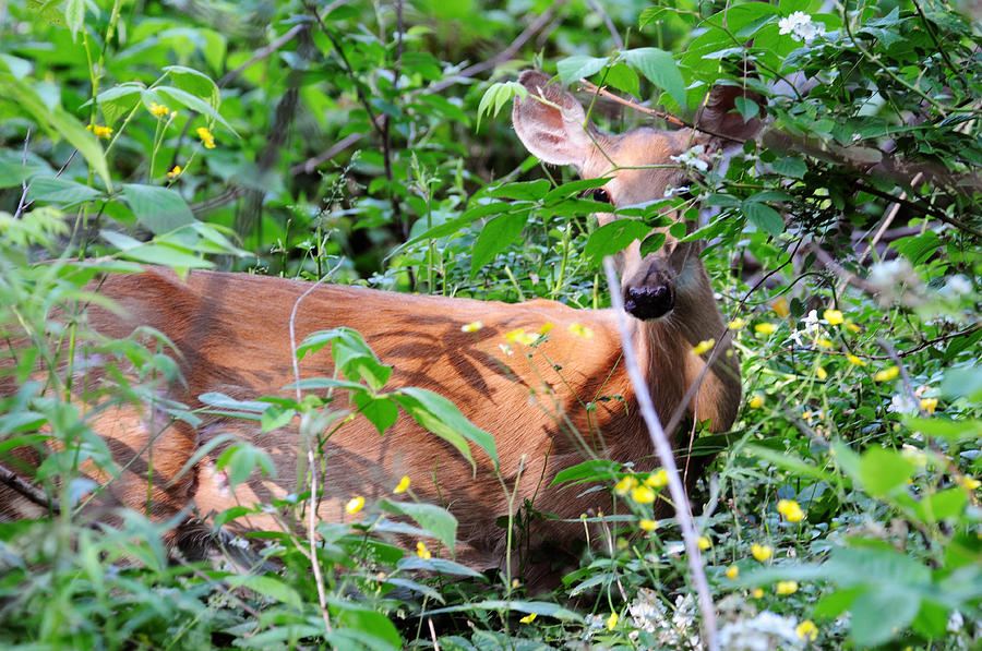 Bambi Photograph by David Armstrong