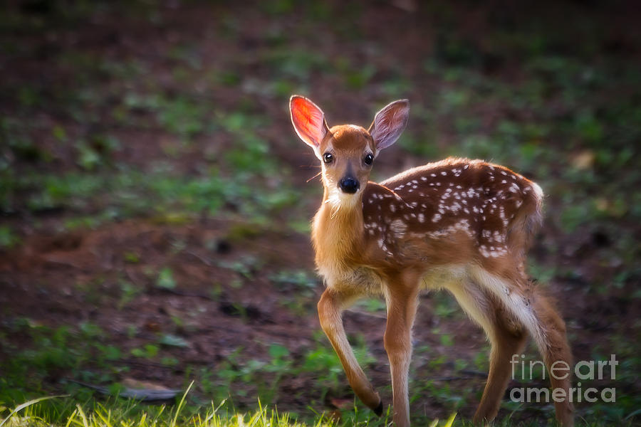 Bambi Photograph by Deborah Scannell
