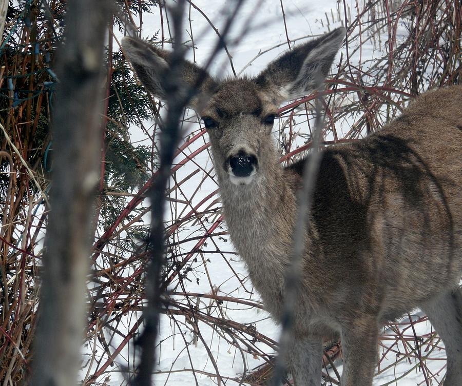 Bambi Photograph - Bambi in the Winter Garden by Jacquelyn Roberts
