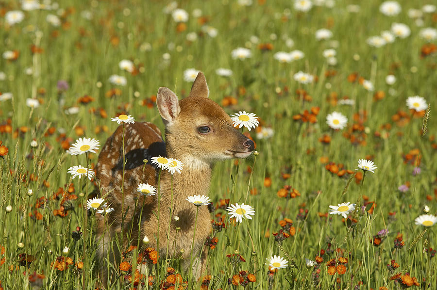 Bambi Photograph by Jack Milchanowski