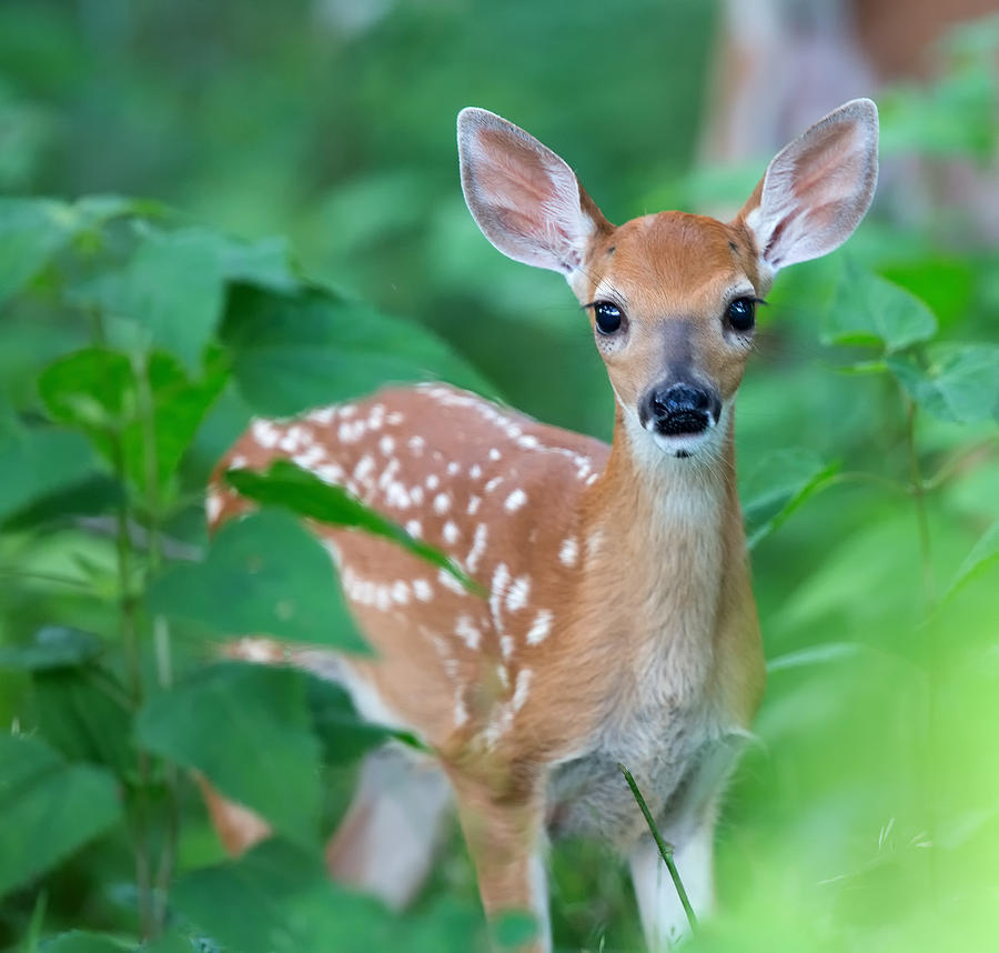 Bambi Photograph by Jack Nevitt