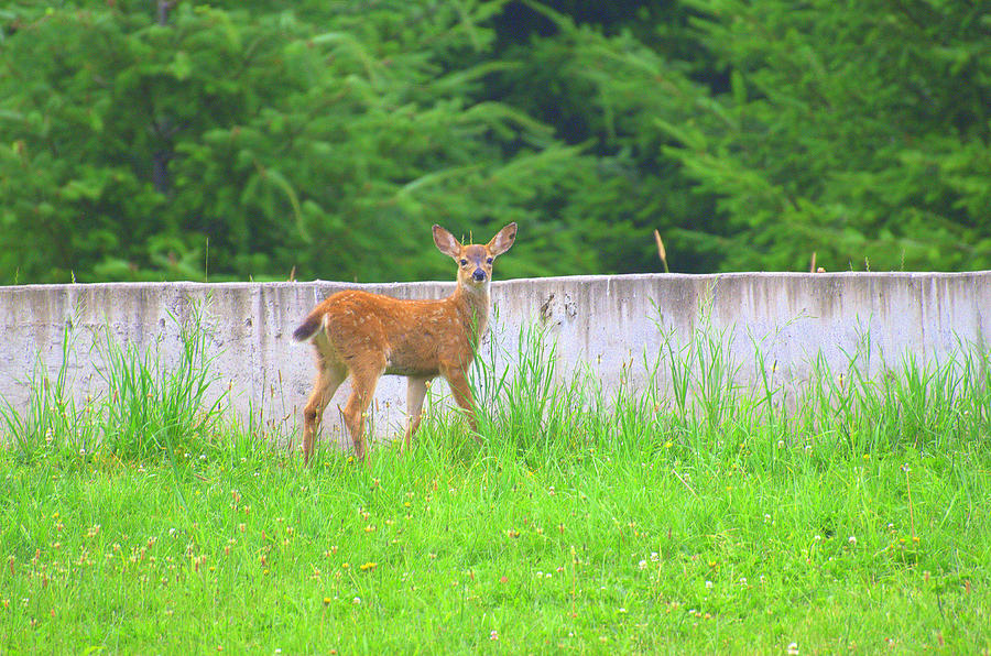 Deer Photograph - Bambi by Jerilyn Chevalier