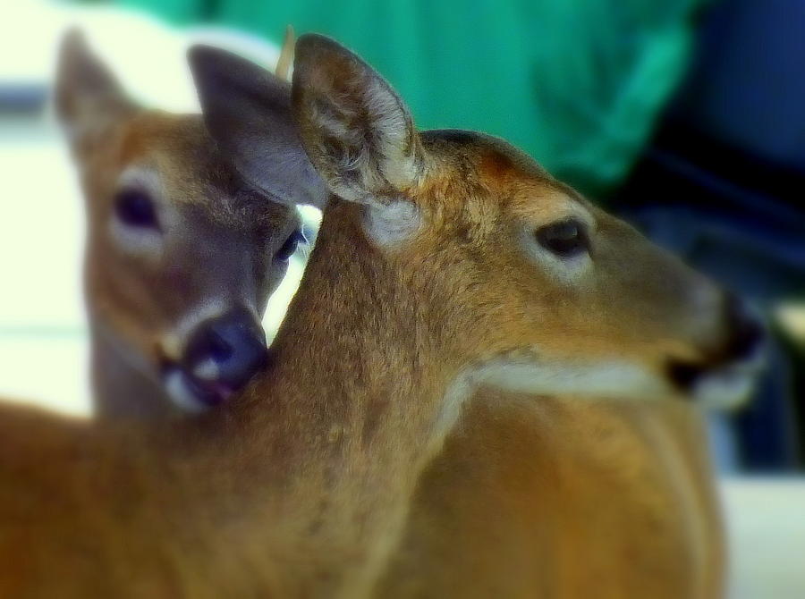 Deer Photograph - Bambi by Karen Wiles