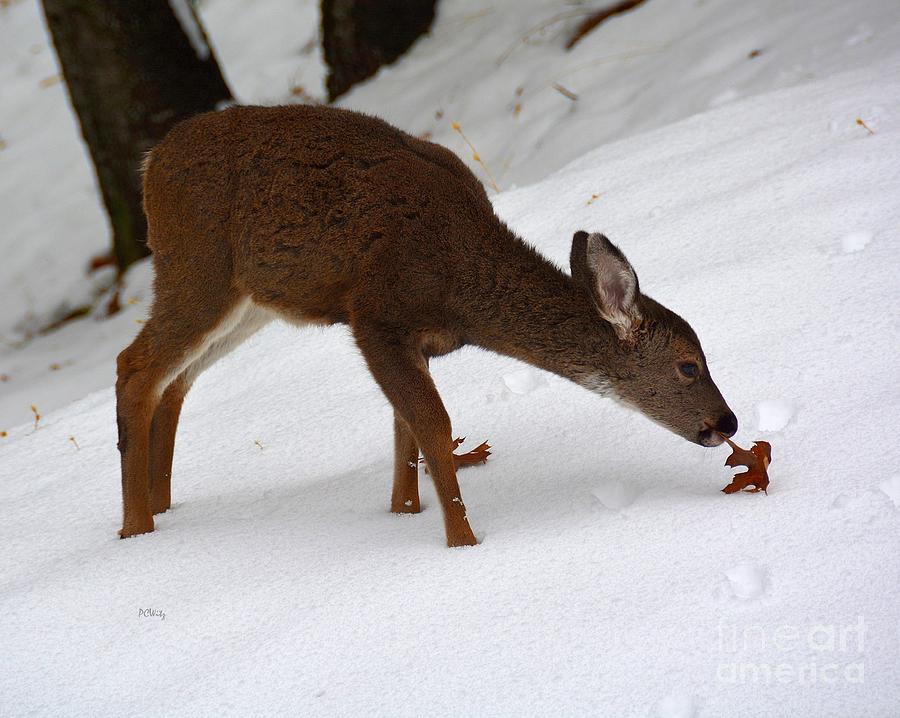 Bambi Leaf Photograph by Patrick Witz
