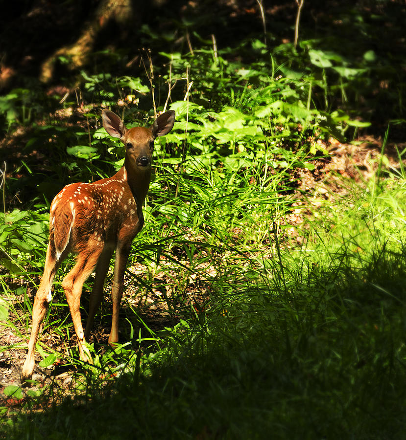 Bambi Photograph by Melissa Petrey