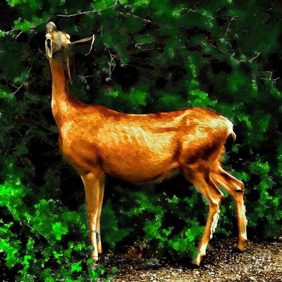 Bambi of the Black Canyon Digital Art by Tim Richards