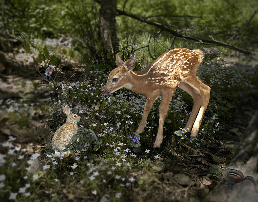 Deer Photograph - Bambi Revisited by Helen Ellis