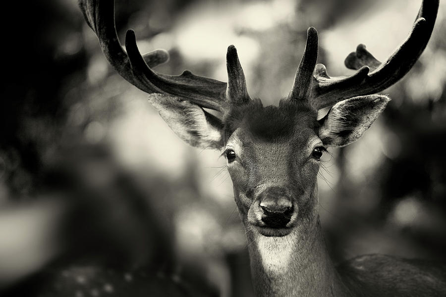 Deer Photograph - Bambi by Sandra