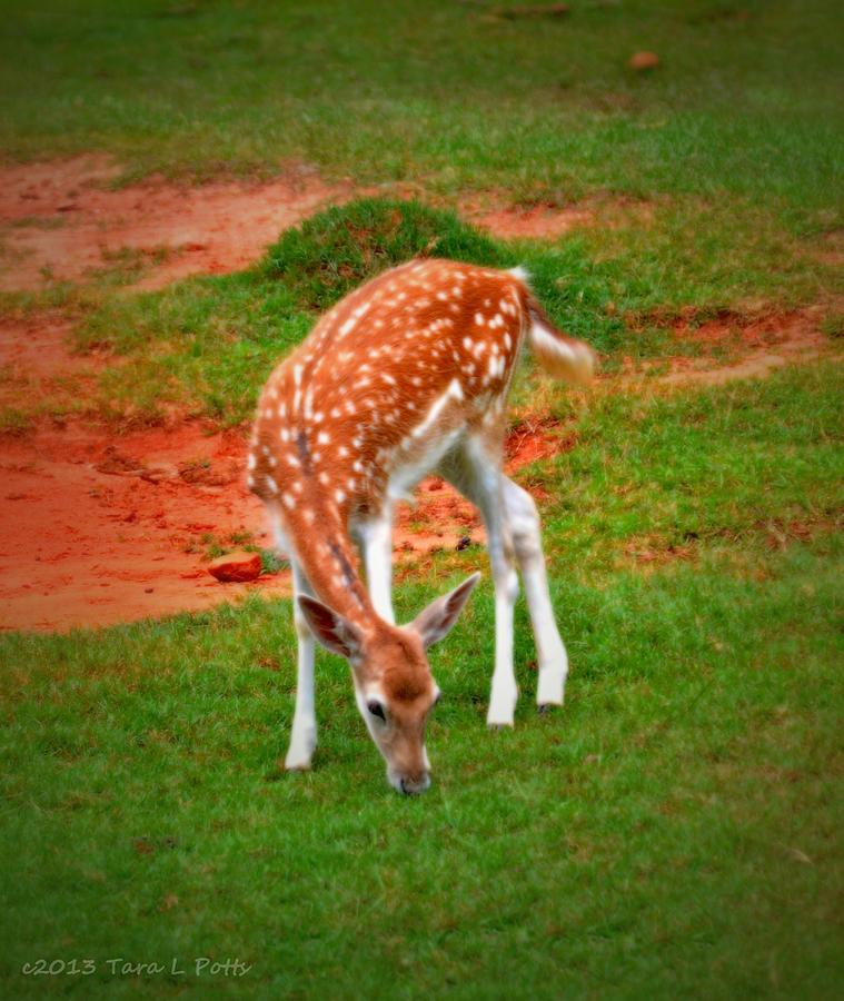 Bambi Photograph by Tara Potts
