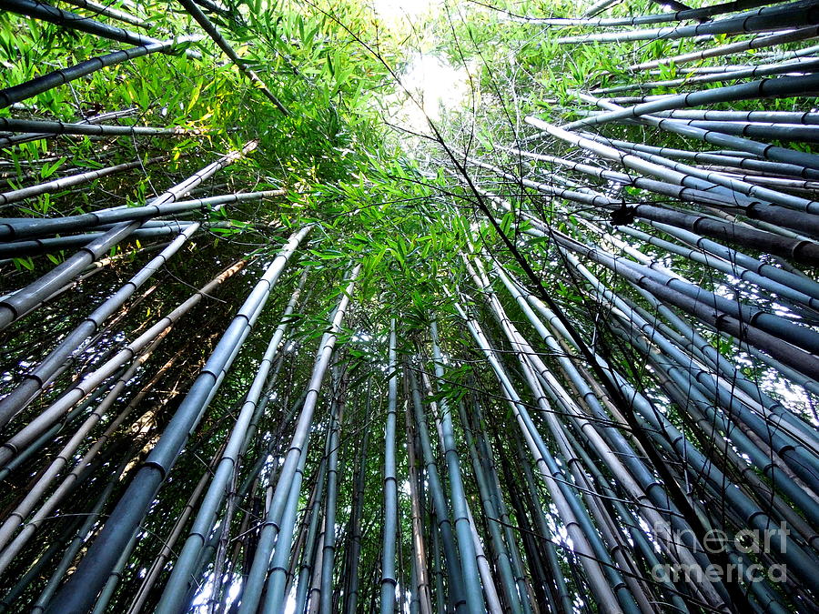 Bamboo . A Renewable Resource Photograph by Renee Trenholm Fine Art