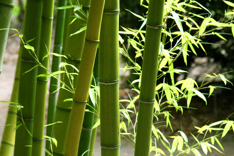 Bamboo 1 Photograph by James Knight
