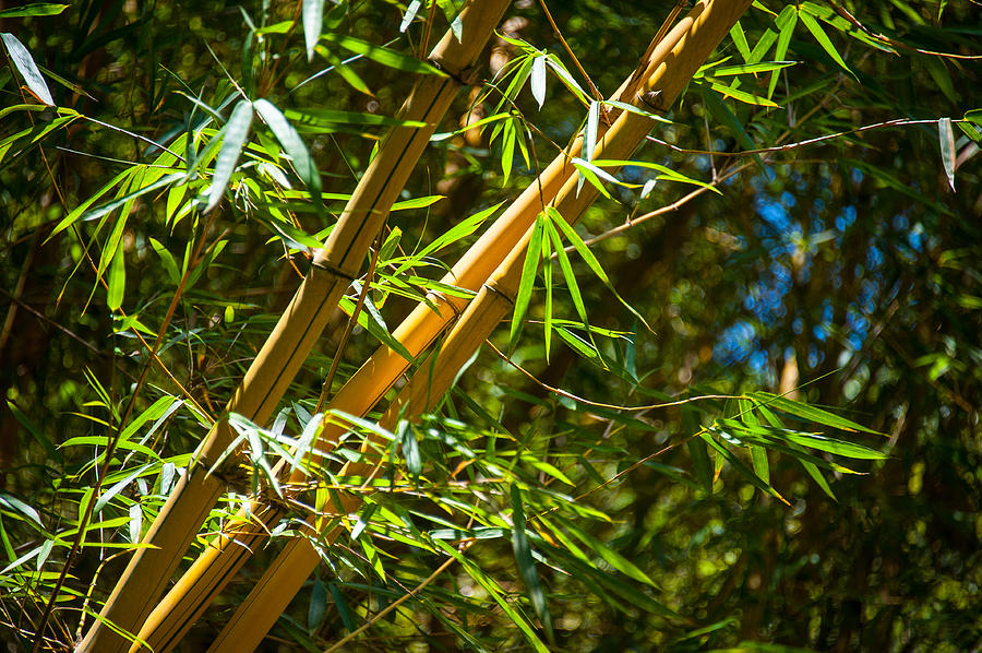 Bamboo 2 Photograph by Harry Spitz