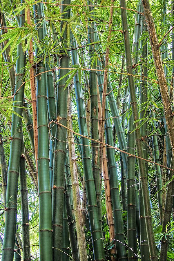 Bamboo 5667 Photograph by Rudy Umans
