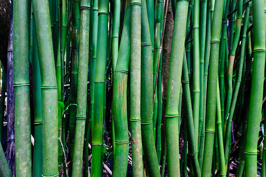 Bamboo - A horizontal close up of bamboo shafts Photograph by Nature ...