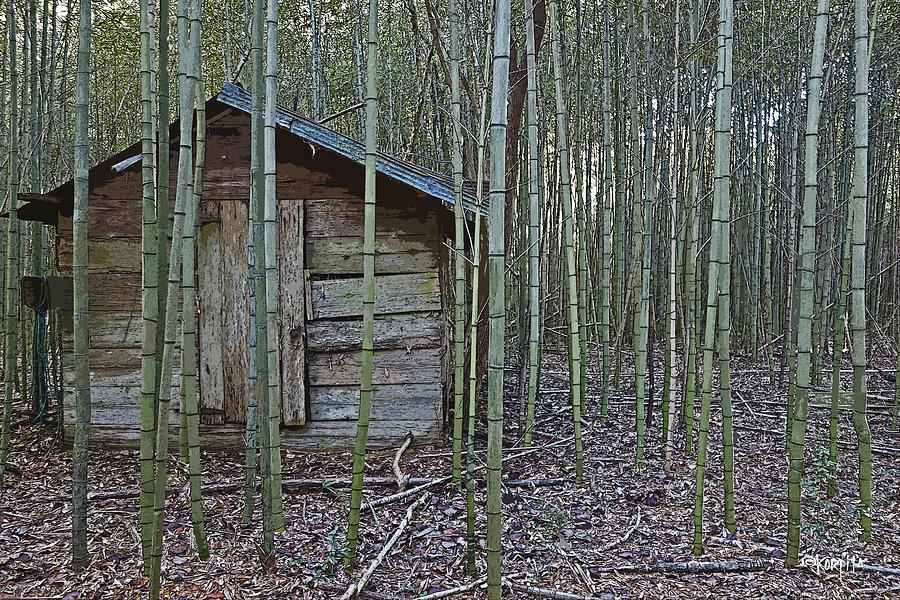 Bamboo Abandoned House Old Shed - Overtaken Photograph by Rebecca Korpita