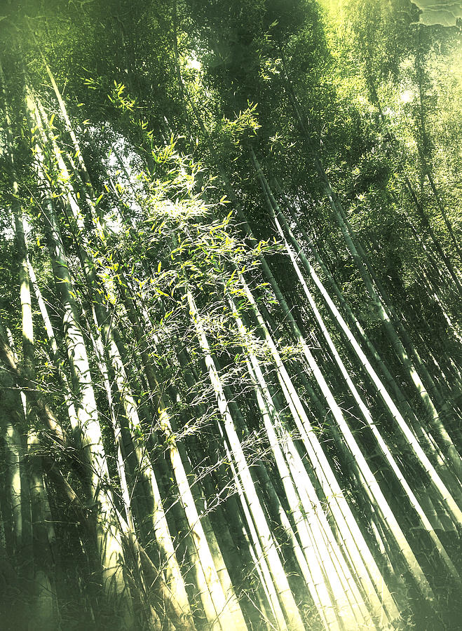Bamboo Abstract Photograph by Yen