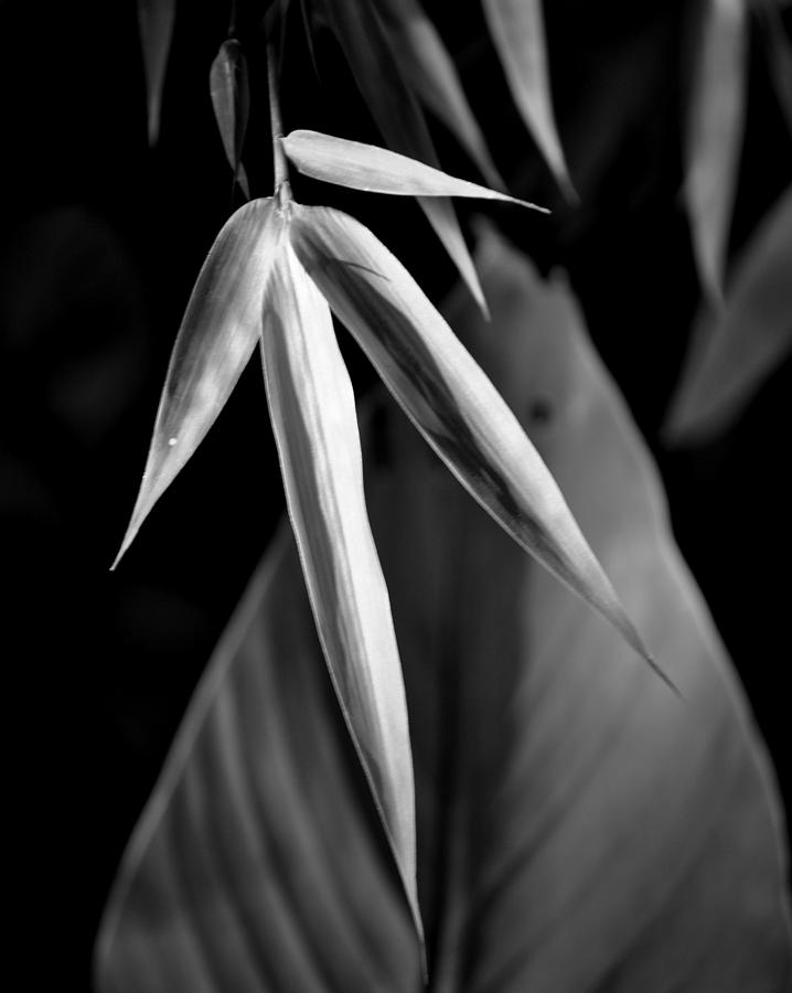 Bamboo and Banana Leaves Black and White Photograph by Nathan Abbott