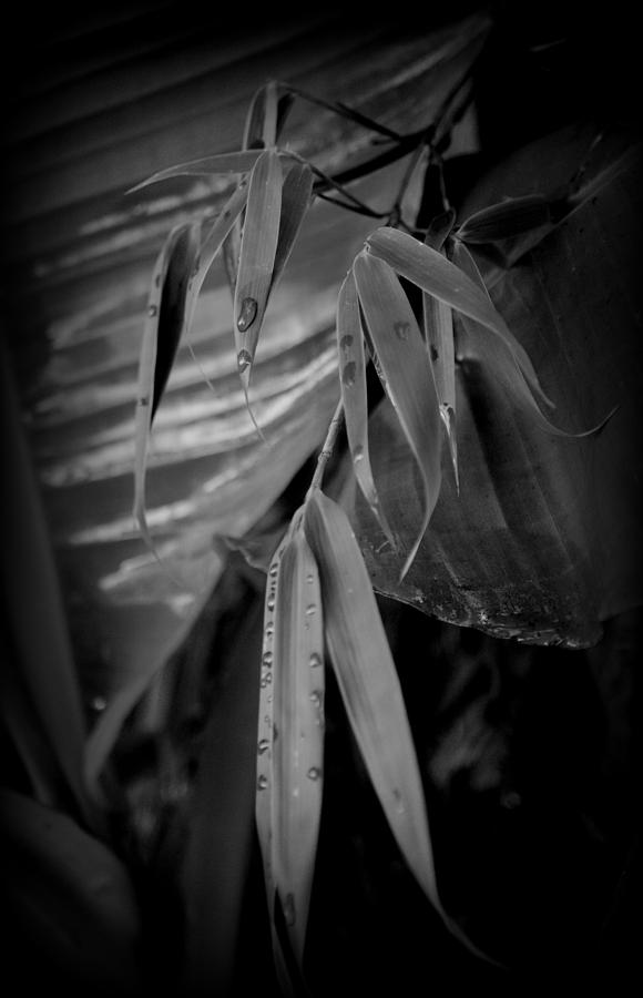 Bamboo and Banana Leaves Photograph by Nathan Abbott