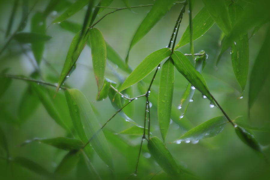 Bamboo and Rain Drops Photograph by Nathan Abbott
