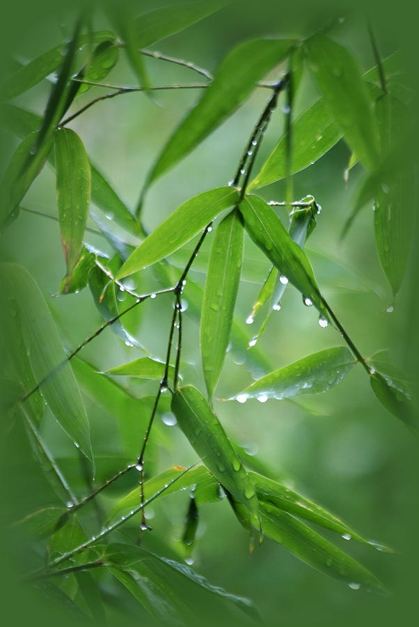 Bamboo and Rain Photograph by Nathan Abbott