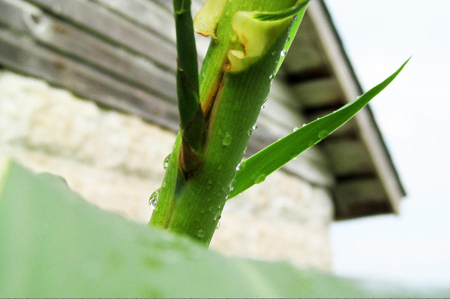 Landscape Photograph - Bamboo And Raindrops by Tina M Wenger