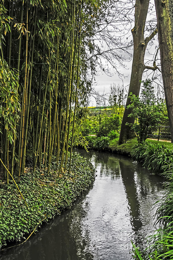Bamboo and Stream Photograph by Elvis Vaughn