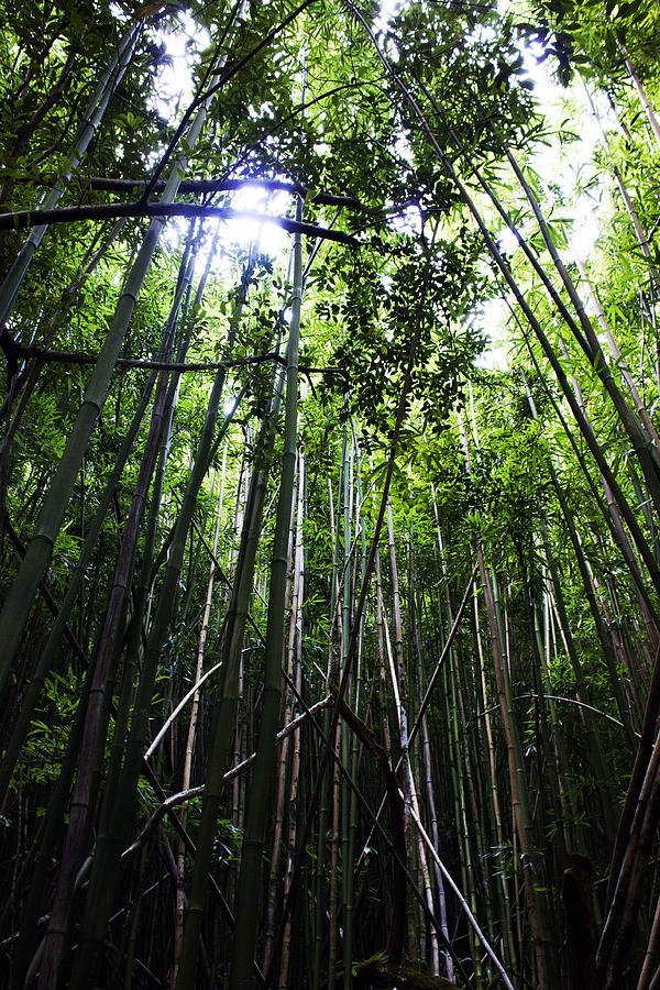 Bamboo Anyone Photograph by Edward Hawkins II