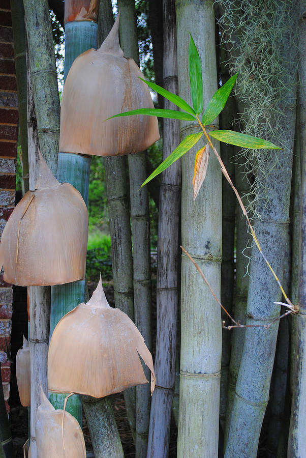 Bamboo Bells Photograph by George D Gordon III