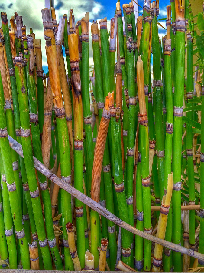 Bamboo Photograph by Bill Owen