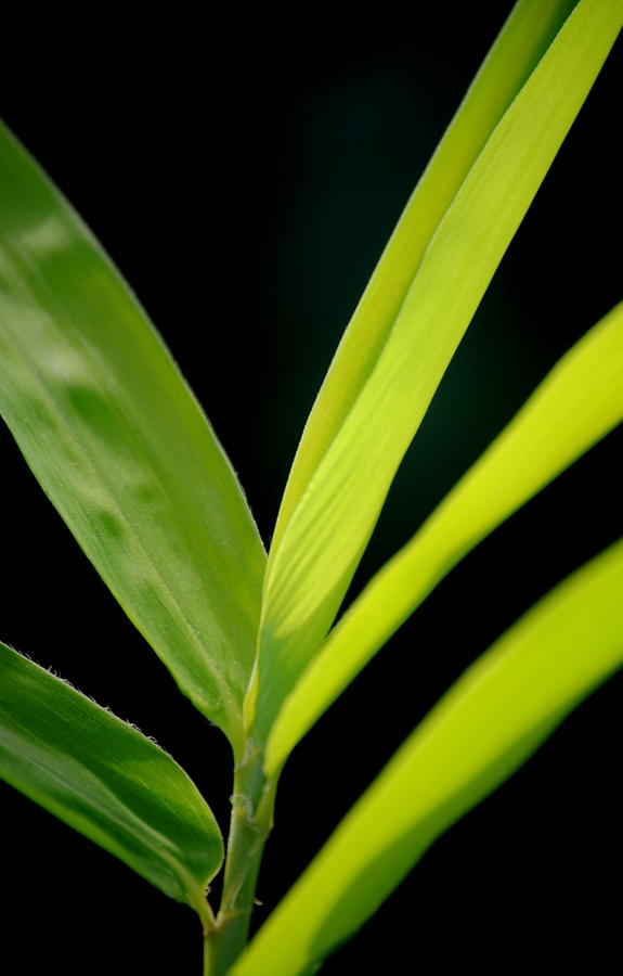 Bamboo Black and Green  Photograph by Nathan Abbott