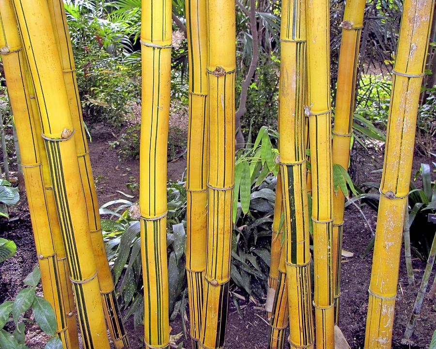 Bamboo Photograph by Bob Slitzan