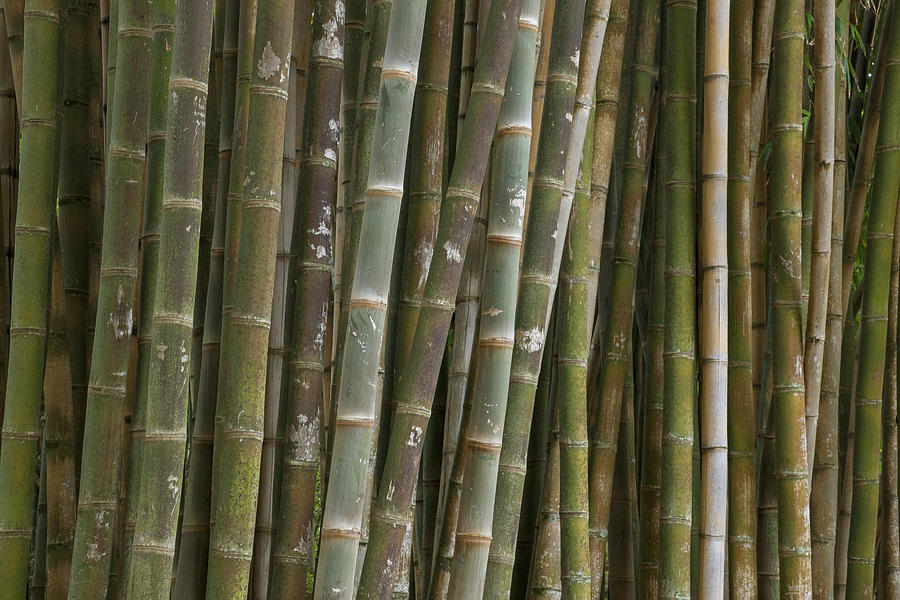 Bamboo Brazil Photograph by Ingo Arndt | Fine Art America